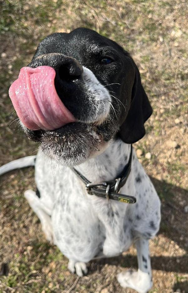 DJANGO tenerissimo cane in adozione! Foto 6