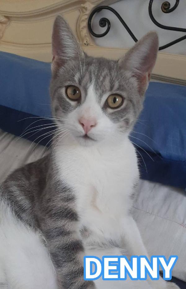 Denny, Tenero Micino In Adozione!