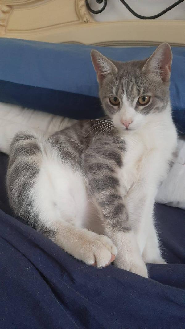 DENNY, tenero micino in adozione! Foto 2