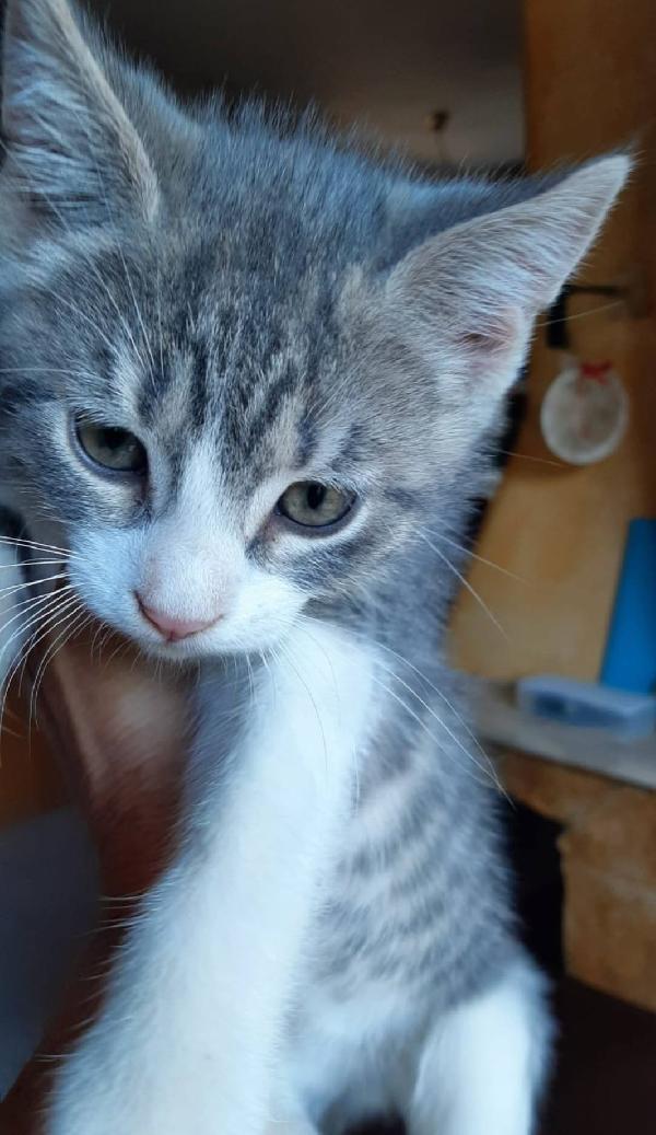 DENNY, tenero micino in adozione! Foto 3