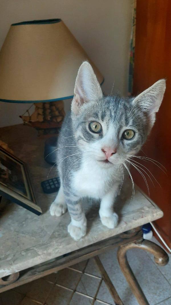 DENNY, tenero micino in adozione! Foto 4