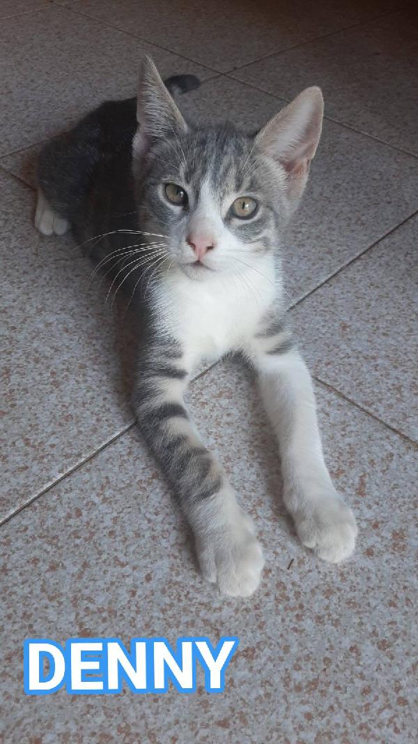DENNY, tenero micino in adozione! Foto 5