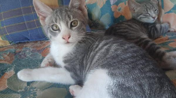 DENNY, tenero micino in adozione! Foto 6