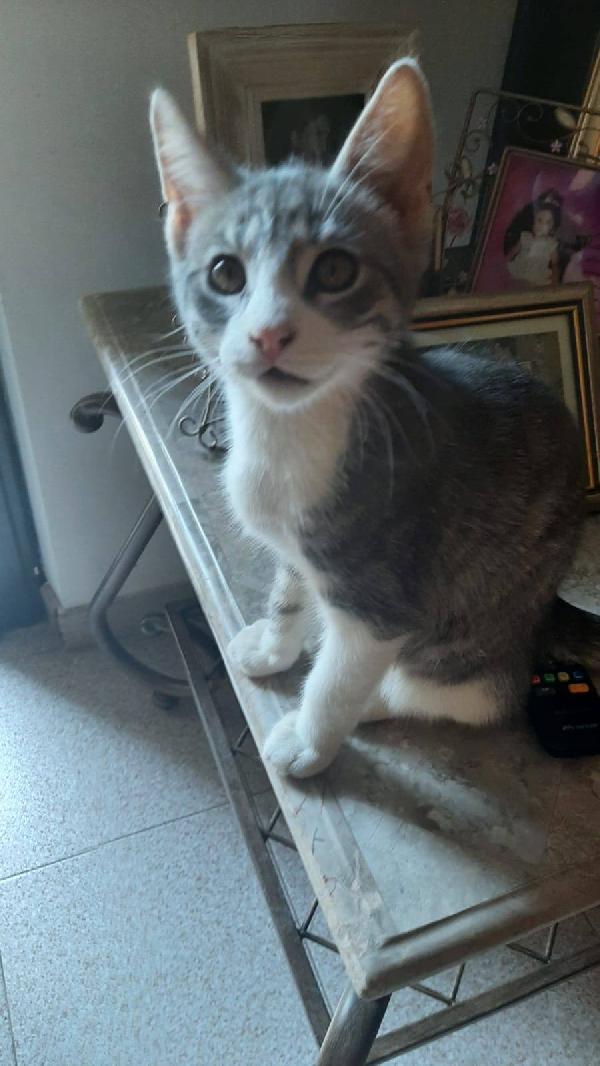 DENNY, tenero micino in adozione! Foto 7