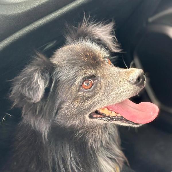 Billy adozione del cuore - dolce nonnino cerca casa - taglia piccola  Foto 2