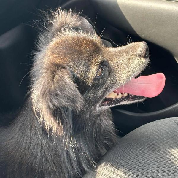 Billy adozione del cuore - dolce nonnino cerca casa - taglia piccola  Foto 3