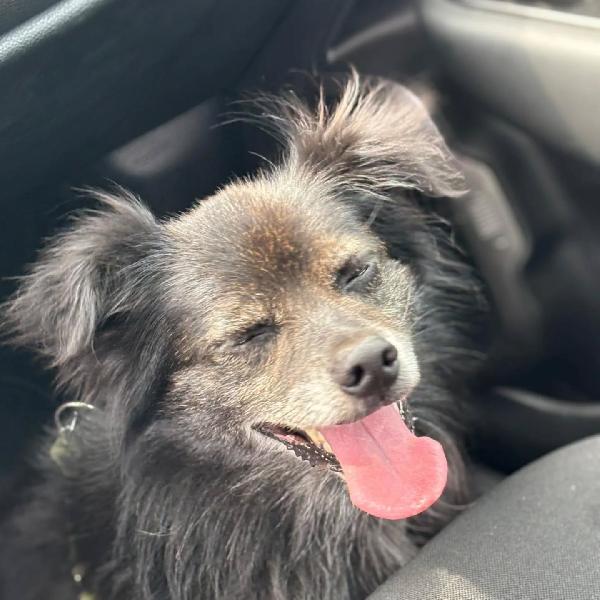 Billy adozione del cuore - dolce nonnino cerca casa - taglia piccola  Foto 4