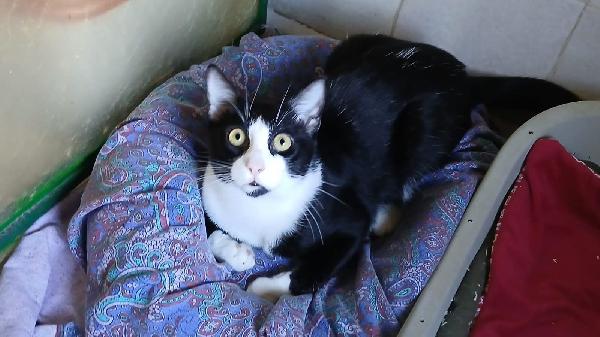 Figaro: Dolcissimo Micio Di 8 Mesi Cerca Famiglia