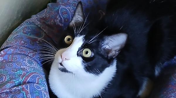 FIGARO: DOLCISSIMO MICIO DI 8 MESI CERCA FAMIGLIA Foto 2