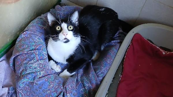 FIGARO: DOLCISSIMO MICIO DI 8 MESI CERCA FAMIGLIA Foto 3