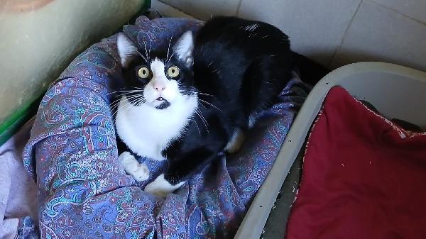 FIGARO: DOLCISSIMO MICIO DI 8 MESI CERCA FAMIGLIA Foto 4