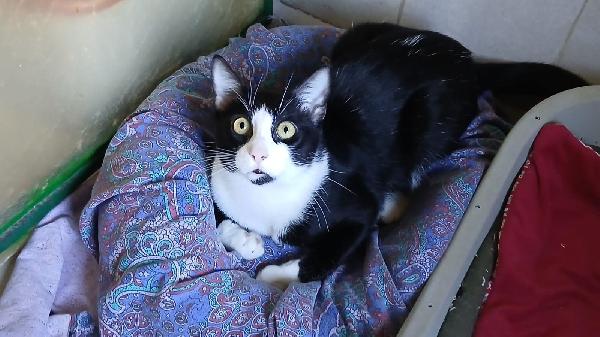 FIGARO: DOLCISSIMO MICIO DI 8 MESI CERCA FAMIGLIA Foto 5