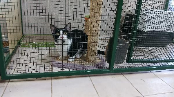 FIGARO: DOLCISSIMO MICIO DI 8 MESI CERCA FAMIGLIA Foto 6