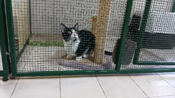 FIGARO: DOLCISSIMO MICIO DI 8 MESI CERCA FAMIGLIA Foto 7