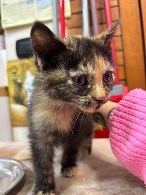 Sissi dolce micina cerca casa - 50 giorni di coccole e fusa!! Foto 2