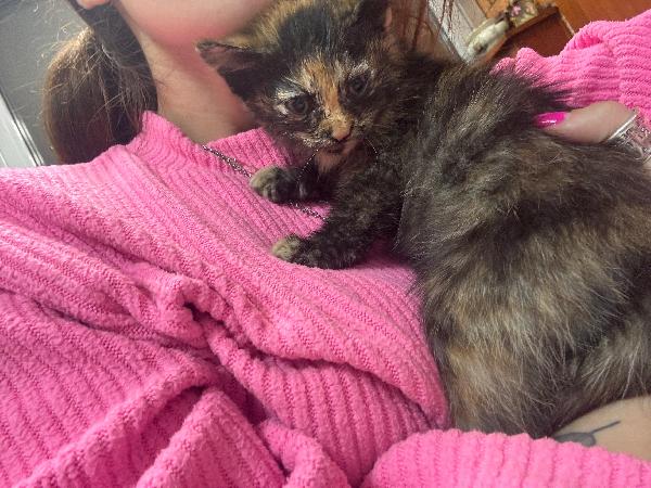 Sissi dolce micina cerca casa - 50 giorni di coccole e fusa!! Foto 3