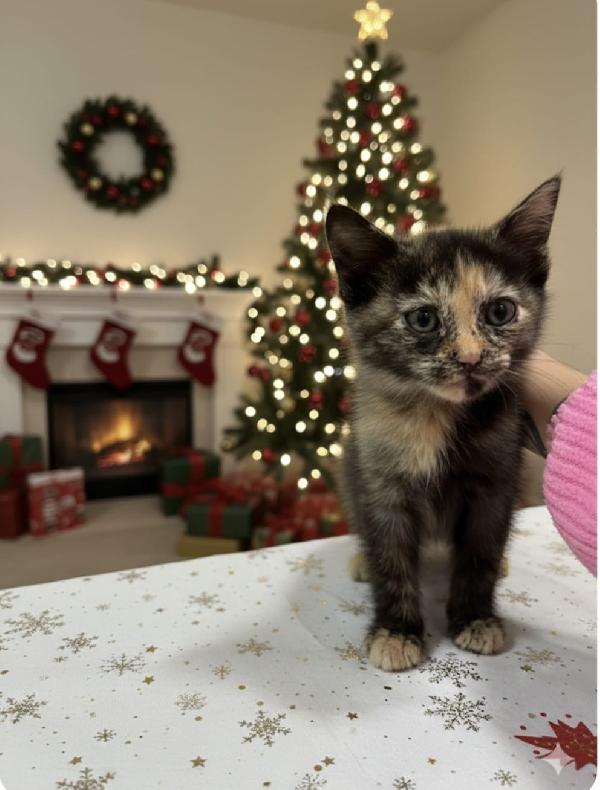 Sissi dolce micina cerca casa - 50 giorni di coccole e fusa!! Foto 5