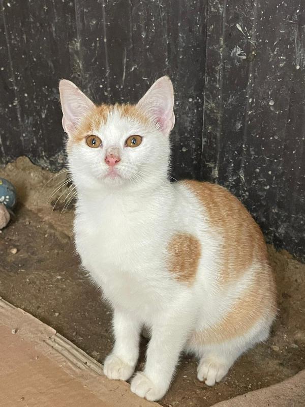 LA BELLISSIMA KANGA Foto 2