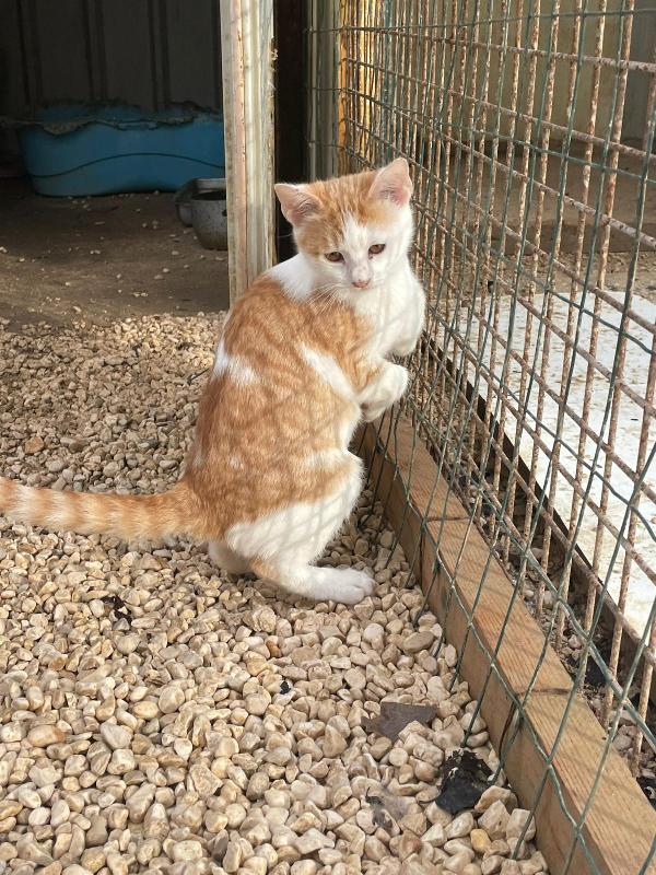 LA BELLISSIMA KANGA Foto 4