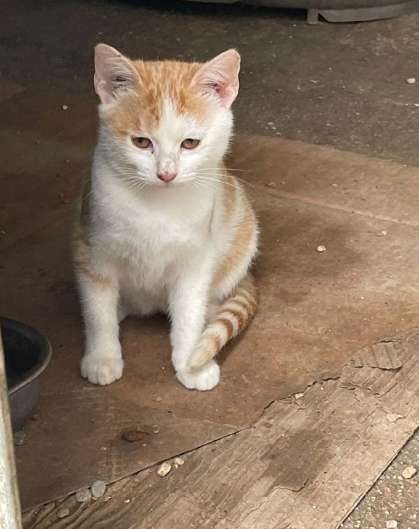 LA BELLISSIMA KANGA Foto 6