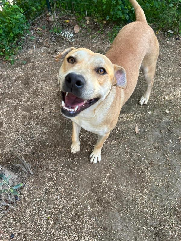 Alan Splendido Giovanotto Cerca Stallo/Adozione 