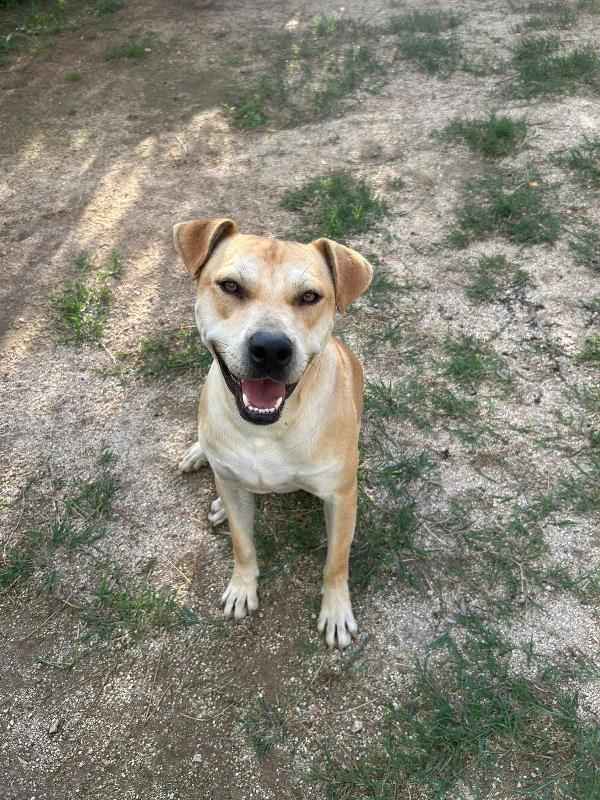 Alan splendido giovanotto cerca stallo/adozione  Foto 2