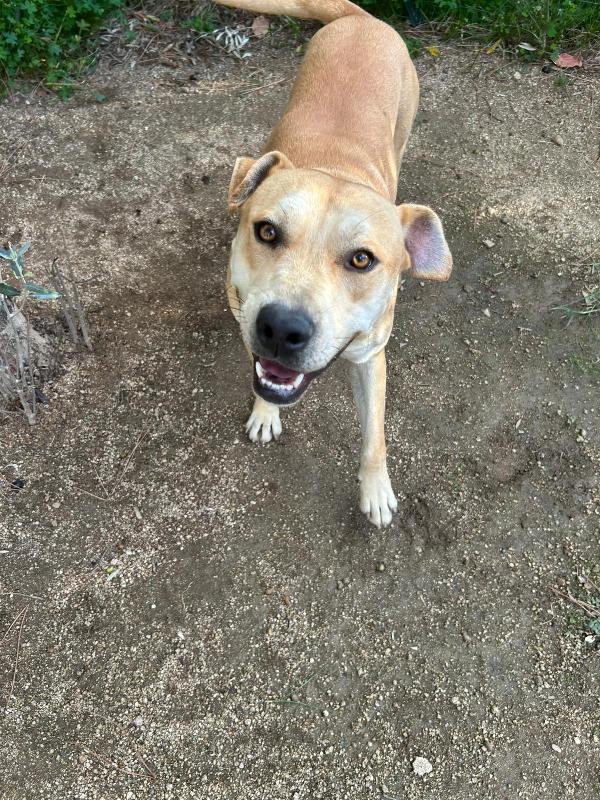 Alan splendido giovanotto cerca stallo/adozione  Foto 3