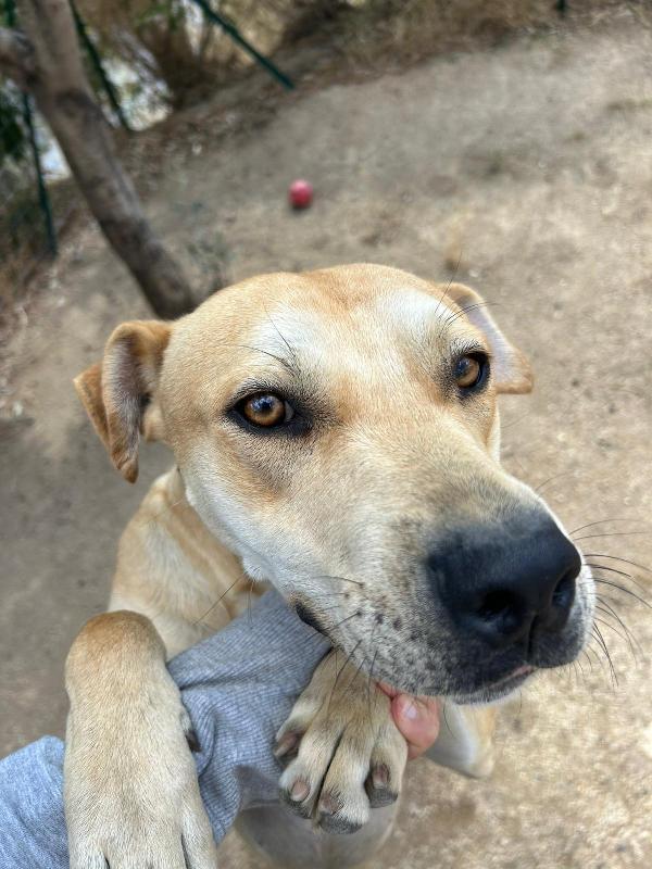 Alan splendido giovanotto cerca stallo/adozione  Foto 4