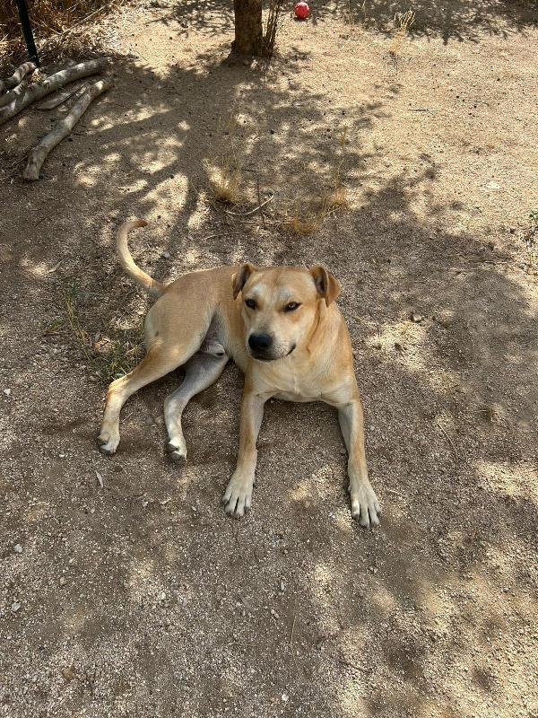 Alan splendido giovanotto cerca stallo/adozione  Foto 5