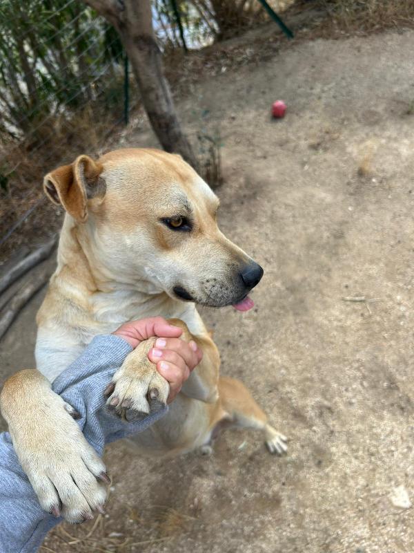 Alan splendido giovanotto cerca stallo/adozione  Foto 7