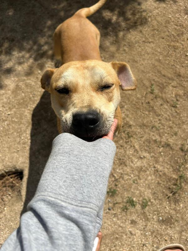 Alan splendido giovanotto cerca stallo/adozione  Foto 6