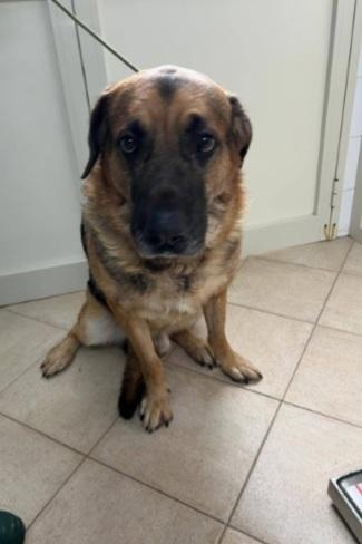 Pastore 3Anni Abbandonato In Casa Dopo Il Trasloco@