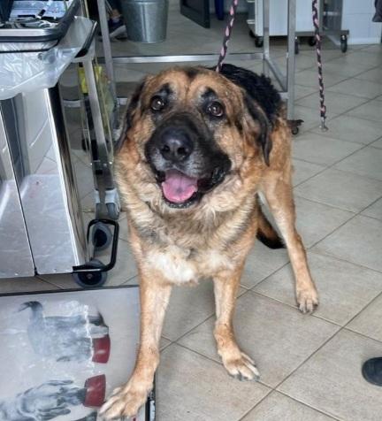 Pastore 3anni ABBANDONATO IN CASA DOPO IL TRASLOCO@ Foto 2