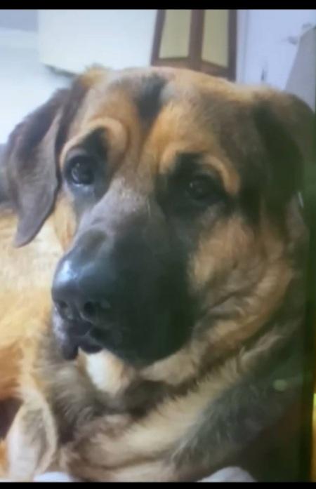 Pastore 3anni ABBANDONATO IN CASA DOPO IL TRASLOCO@ Foto 3