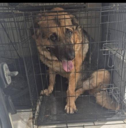 Pastore 3anni ABBANDONATO IN CASA DOPO IL TRASLOCO@ Foto 4