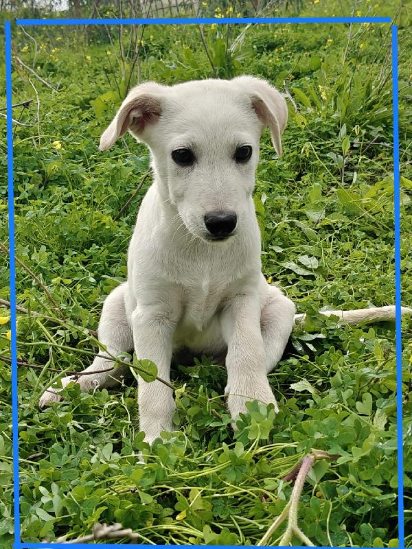 Cucciolo 🐾💙🐾💙