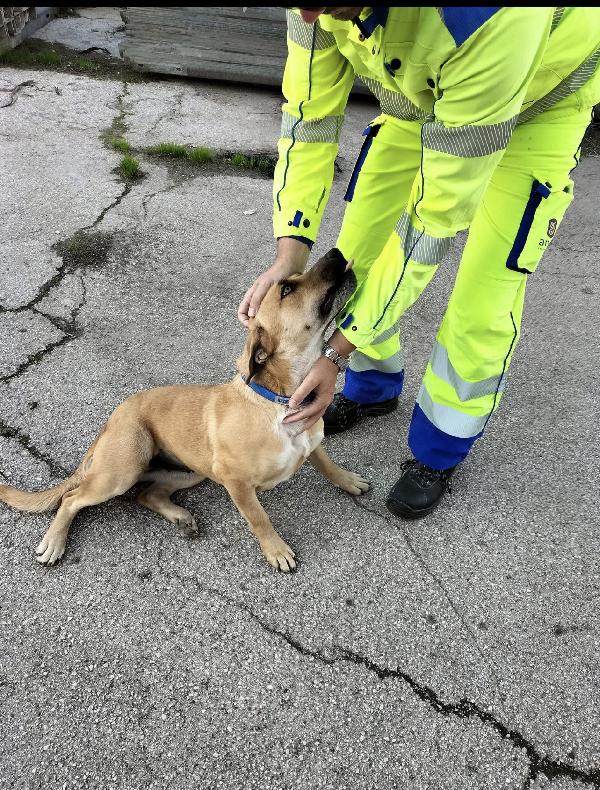 Aria.. La Dolcezza Fatta Cane 