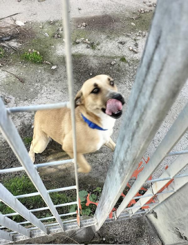 Aria.. la dolcezza fatta cane  Foto 2