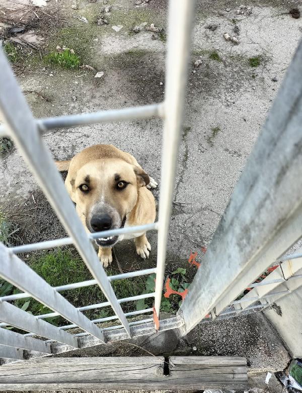 Aria.. la dolcezza fatta cane  Foto 3