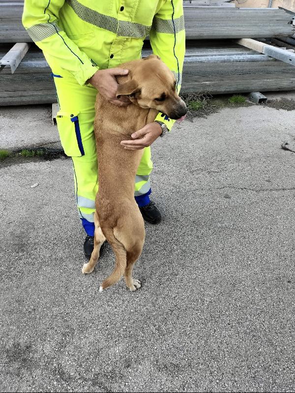 Aria.. la dolcezza fatta cane  Foto 4