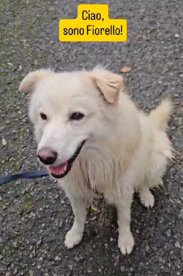 Mix Pastore Svizzero 4Anni Tg Media Sos Casa 