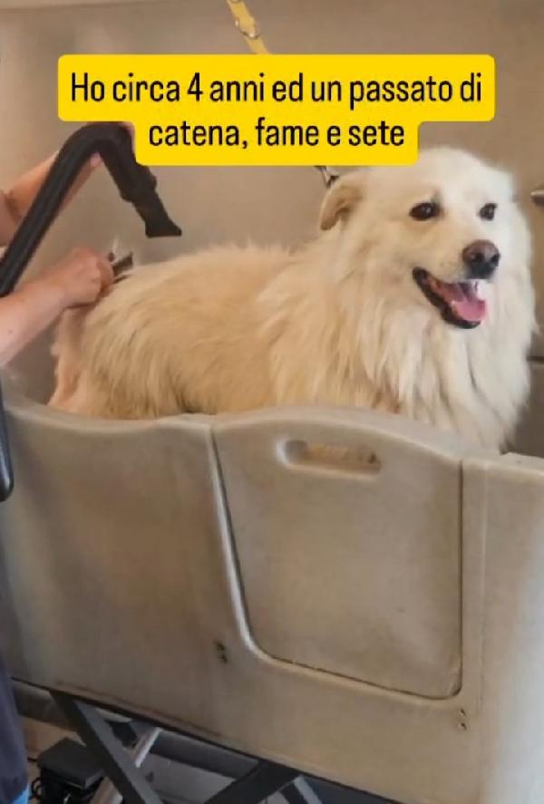 Mix Pastore Svizzero 4anni tg media SOS CASA  Foto 2