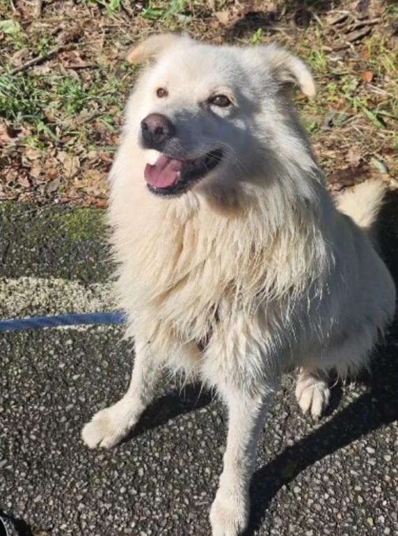 Mix Pastore Svizzero 4anni tg media SOS CASA  Foto 5