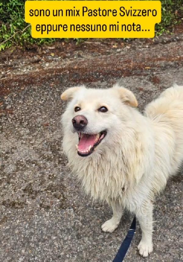 Mix Pastore Svizzero 4anni tg media SOS CASA  Foto 7