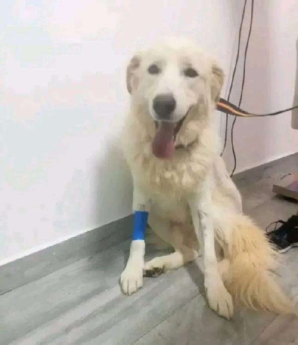 Maremmano 4Anni Vive In 1Piccolo Spazio.calabria