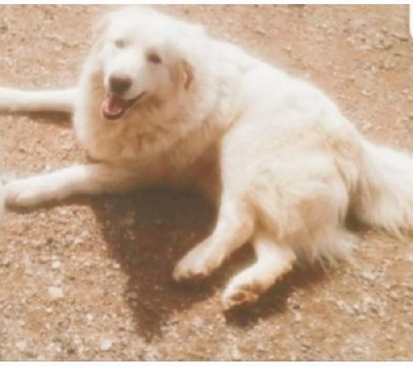 Maremmano 4anni vive in 1piccolo spazio.CALABRIA Foto 2