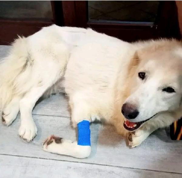 Maremmano 4anni vive in 1piccolo spazio.CALABRIA Foto 3