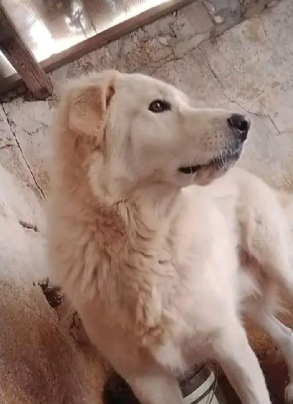 Maremmano 4anni vive in 1piccolo spazio.CALABRIA Foto 4