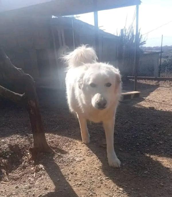 Maremmano 4anni vive in 1piccolo spazio.CALABRIA Foto 5