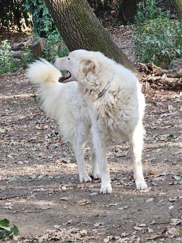 Evita 3anni e 1/2 tolta da 1lager ROMA SOS CASA Foto 2